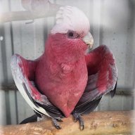 nuttyaussie65