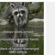 Raccoon