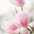 Michele.Harrison58@gmail.