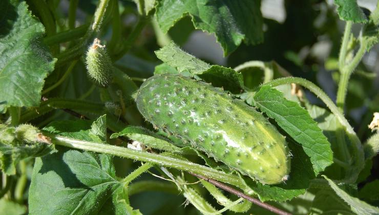 Cucumber plant