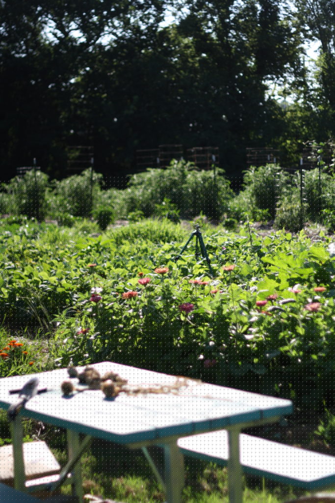 why your tomatoes need eggshells
