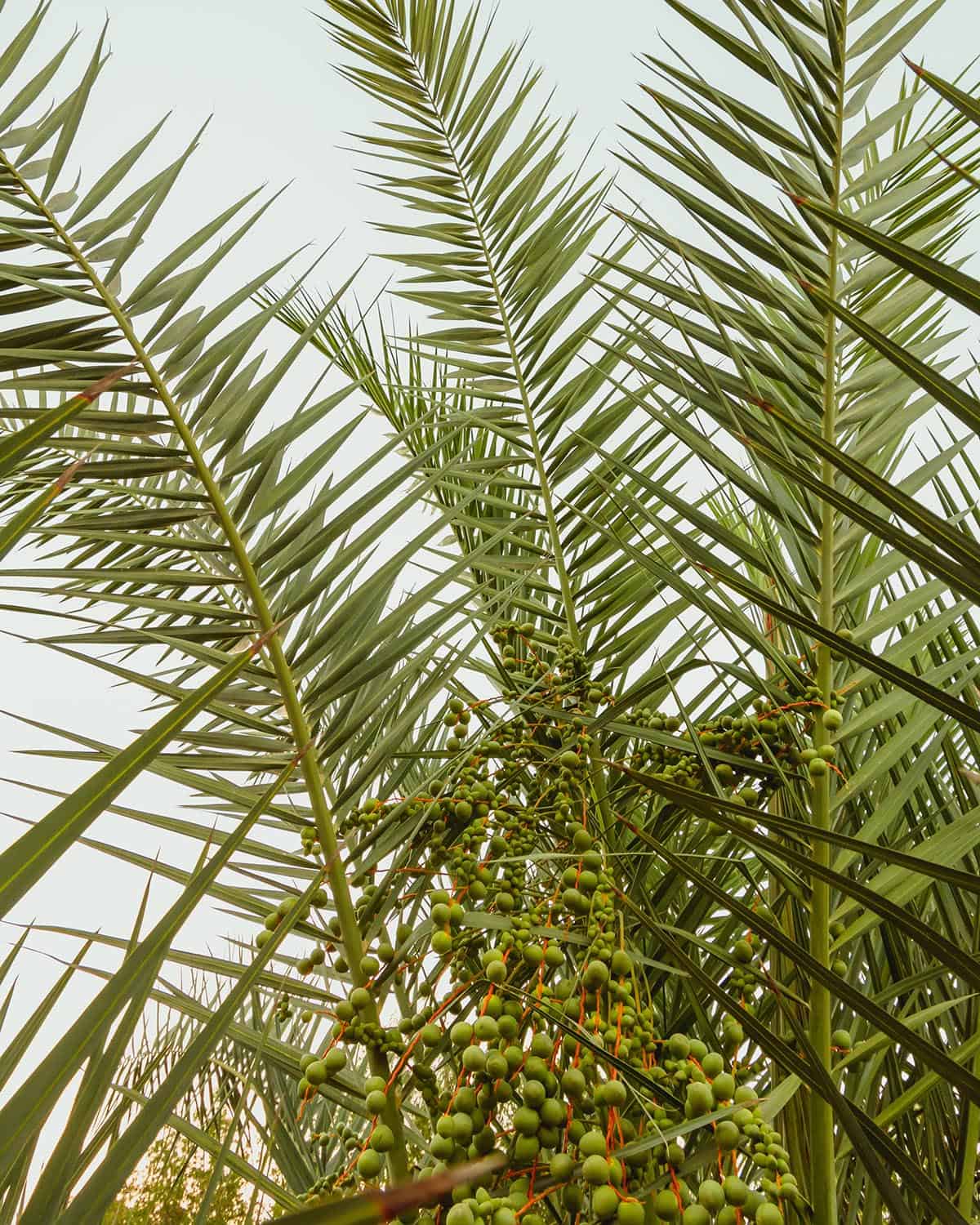 date palm trees.