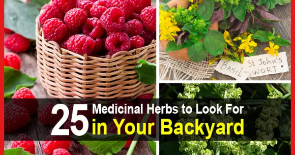 25 Medicinal Herbs to Look For in Your Backyard