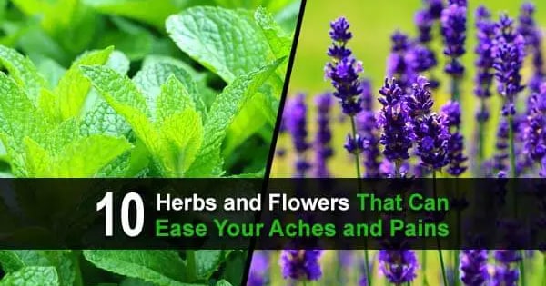 10 Herbs and Flowers That Can Ease Your Aches and Pains