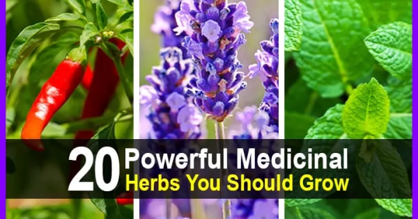 20 Powerful Medicinal Herbs You Should Grow