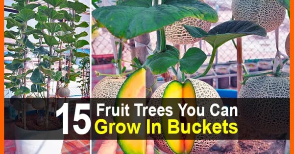 15 Fruit Trees You Can Grow In Buckets