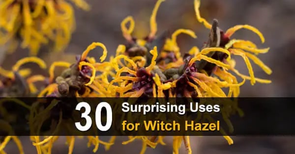 30 Surprising Uses for Witch Hazel