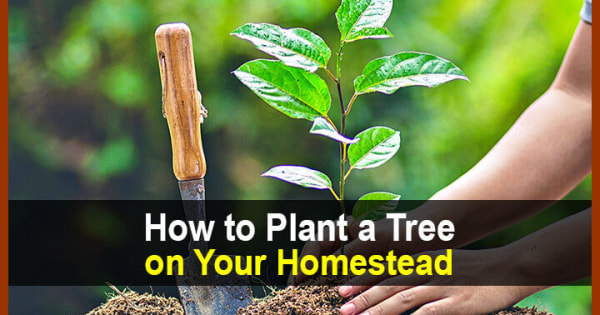 How to Plant a Tree on Your Homestead