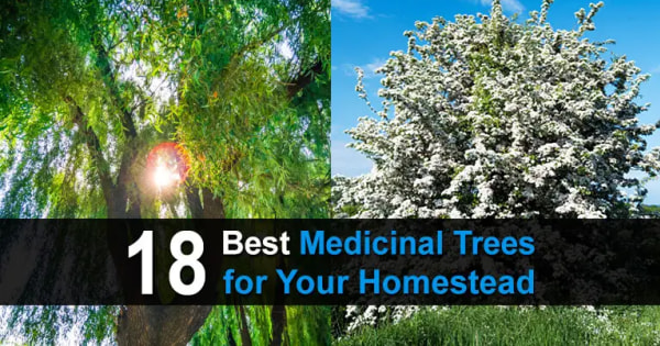 18 Best Medicinal Trees For Your Homestead