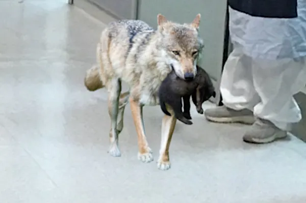 [Photos] Wolf Suddenly Breaks Into Hospital, Nurse Bursts Into Tears When She Realizes Why