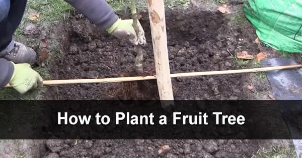 How To Plant A Fruit Tree