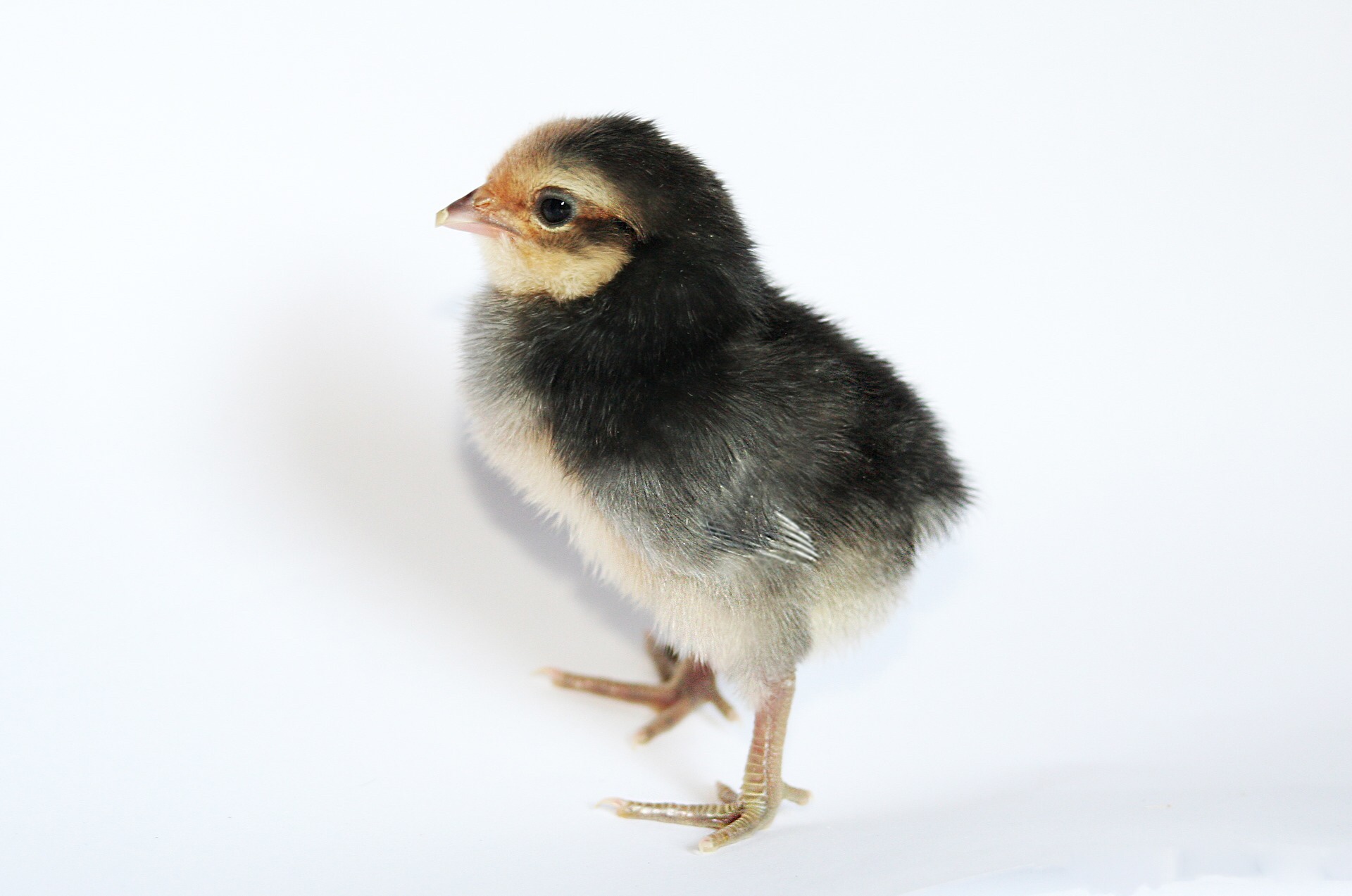 Little baby peacock 