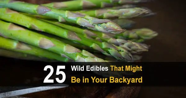 25 Wild Edibles That Might Be In Your Backyard