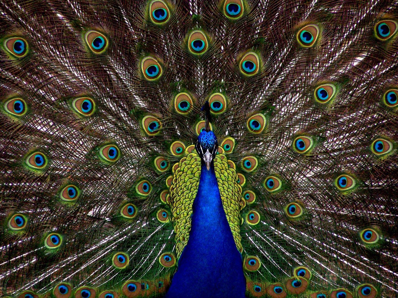 Peacock with beautiful tail feathers 