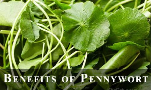 benefits-of-pennywort