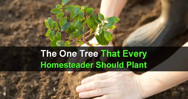 The One Tree That Every Homesteader Should Plant