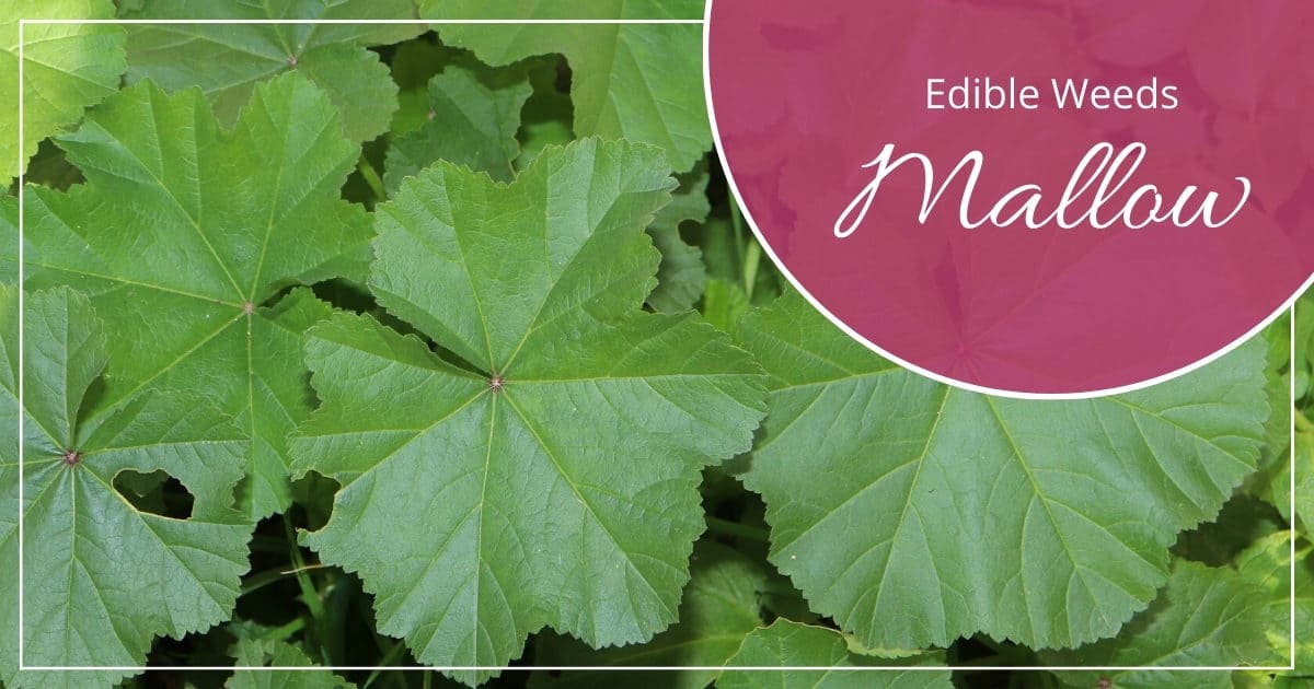 mallow edible weed