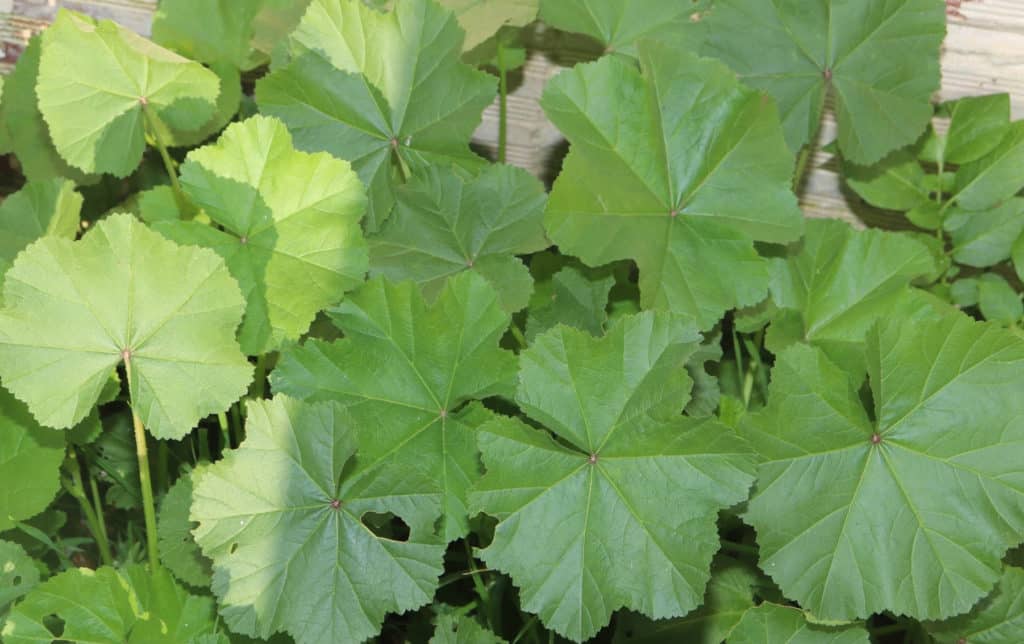 mallow edible weed