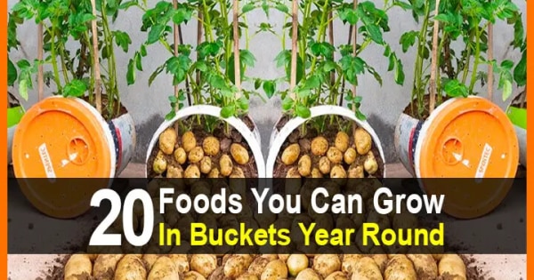 20 Foods You Can Grow In Buckets Year Round