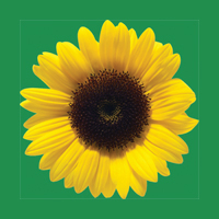 hdsunflower.com