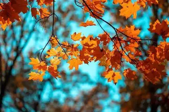 Red Maple Leaves Against Blue Sky