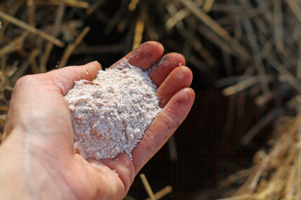 why your tomatoes need eggshells