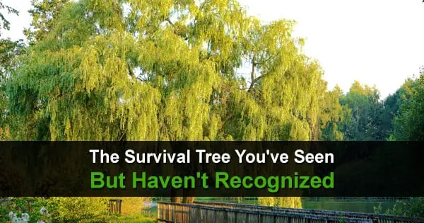 The Survival Tree You've Seen But Haven't Recognized