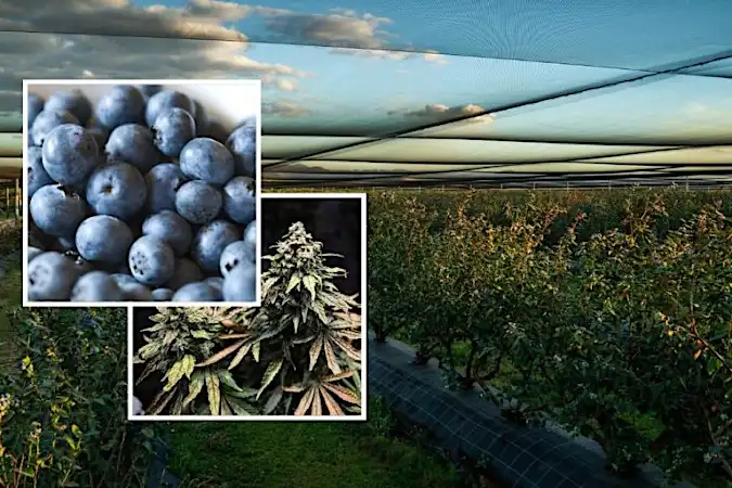 Blueberry farm Crystal Park hits the market in northern NSW town of Jacksons Flat