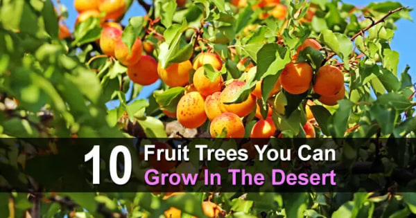 10 Fruit Trees You Can Grow In The Desert