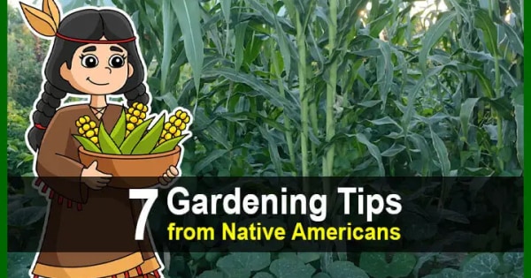 7 Gardening Tips from Native Americans