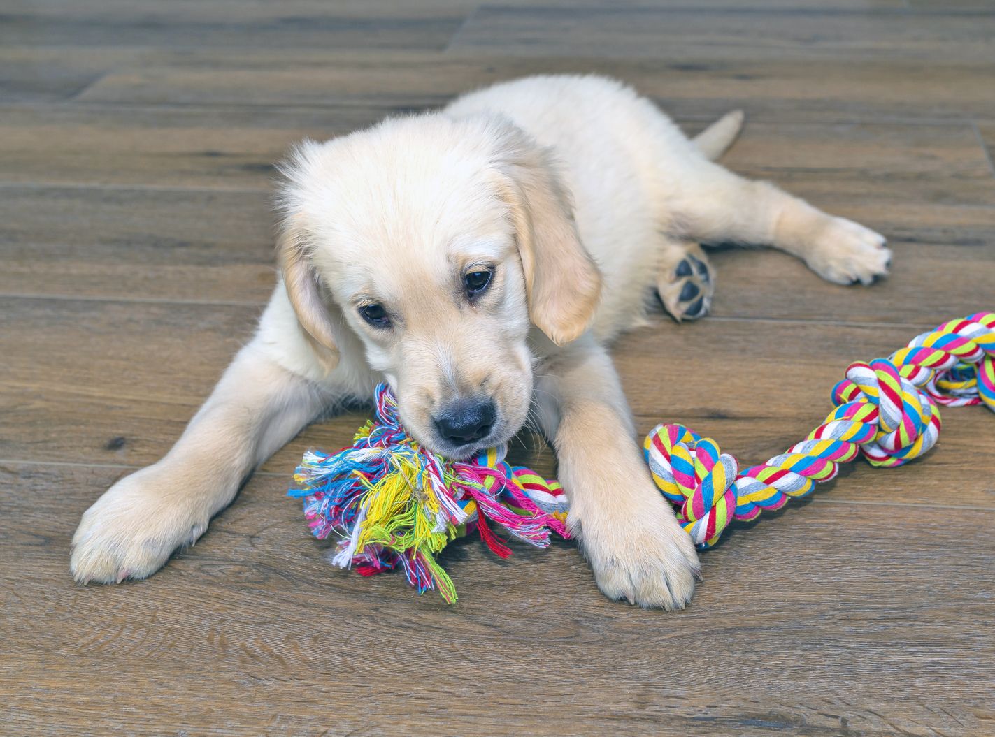 www.whole-dog-journal.com