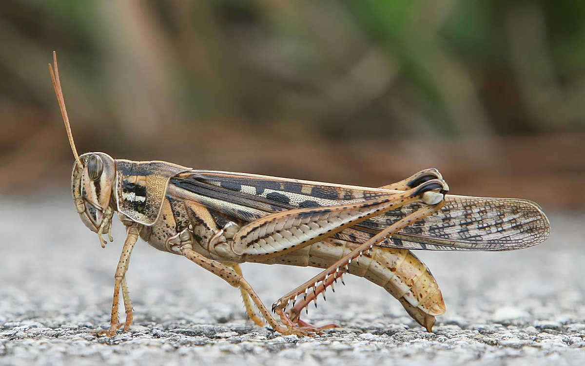 1200px-American_Bird_Grasshopper.jpg